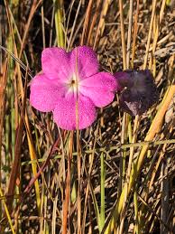 Image result for Cycnium