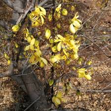 Image result for Cassia abbreviata