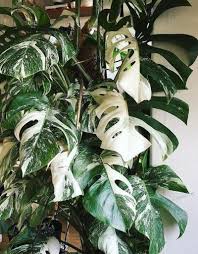 Both work perfectly fine, it just depends on your own preferences. Monstera Deliciosa Variegata Animaux Speciaux