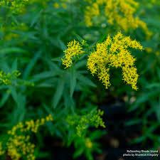 Image result for Solidago