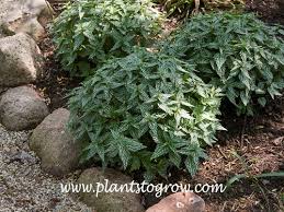 Image result for Lamium galeobdolon