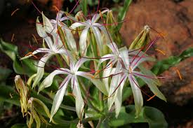 Image result for Crinum buphanoides