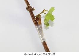 Image result for graft grape vines