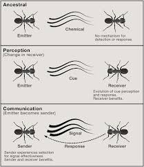 Suppose you find an interesting arthropod living on the bottom of a fresh water pond. Ecology And Evolution Of Communication In Social Insects Cell
