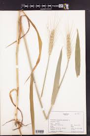 Image result for Tragus pedunculatus