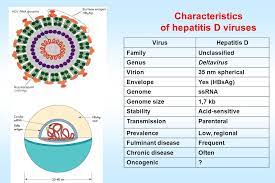 Hepatitis delta virus (hdv), the only member of the only species (hepatitis delta virus) in the genus deltavirus, is a unique human pathogen (table 1.deltavirus). Chair Of Microbiology Virology And Immunology Ppt Download