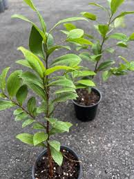 Image result for Ochna ovata