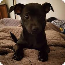 This relatively new crossbreed is also known as the chibo terrier, chibo, bochi, boston huahua and bohuahua. Santa Barbara Ca Chihuahua Terrier Unknown Type Small Mix Meet Lunabell A Puppy For Adoption Chihuahua Mix Puppies Chihuahua Terrier Puppy Adoption