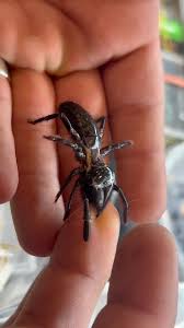 Image result for Tarantula Bite
