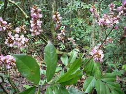 Image result for Millettia bussei