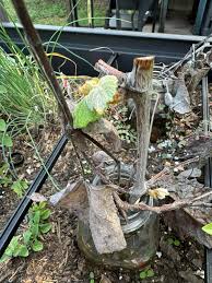 Image result for grapevine cuttings