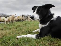 Black and white dog breeds. Choosing A Livestock Guardian Dog Breed