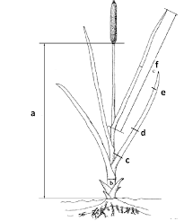 Image result for Typha
