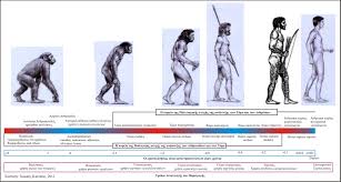 kiatipis website graphics commons primate evolution and