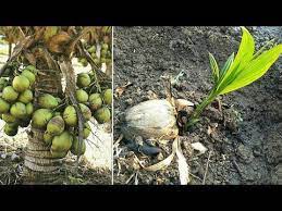 How To Planting Coconut Tree Fast And New Technology 100 Youtube Coconut Tree Vegetable Garden Design Plants