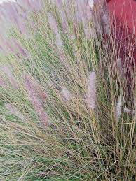 Image result for Cenchrus setaceus