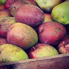 5 Day Series Of Fruits Day 5 Mango Known As The King Of Fruits Mangoes Are Widely Used In Cuisine Sour Unripe Fo Summer Drinks Costa Rican Food Mangoes