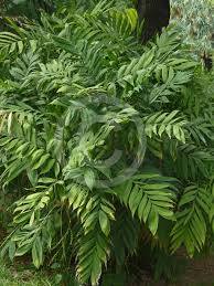 Image result for Chamaedorea microspadix