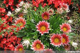 Bei sonnenschein öffnet die kleine zierpflanze ihre attraktiven blüten. Gazanie Gazania Mittagsgold Pflege Und Uberwintern Gartendialog De