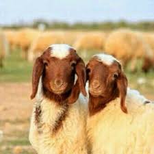 اغنام الرياض Aghnamariyadh Twitter