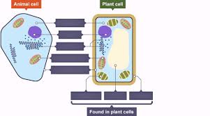 Then come in the ciliated epithelium cells. Igcse Biology Diagram Quizlet
