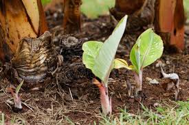 Viele bananenstauden, die frostfrei überwintert werden müssen fazit eine bananenpflanze ist sowohl eine sehr dekorative zimmerpflanze, macht sich aber auch im. Bananenpflanze Pflanzen Pflegen Im Eigenen Garten