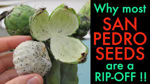 We did not find results for: San Pedro Cactus Uk Jobs Ecityworks