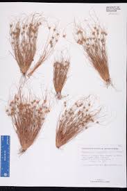 Image result for Bulbostylis megastachys