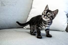 90e3ba9c1d5bda859ade1401a0de8996 marble bengal cat bengal. Charcoal Bengal Cats Kittens For Sale Wild Sweet Bengals