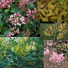 Winter flowers have to be tough and snowdrops will put up with just about anything except waterlogging. Winter Flowering Shrubs Bundle Emerald Plants