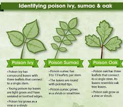 How To Identify Poison Ivy Sumac Oak Poison Oak Poison Ivy Plants Poison Ivy Infographic