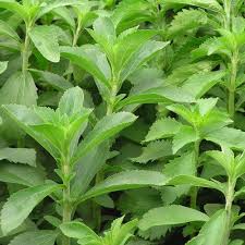Herba semulajadi malaysia menpunyai harga nilai berubatan yang tinggi. Anak Pokok Stevia Kebuna Putrajaya