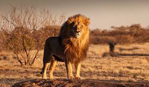 Una institución acreditada comprometida con la sociedad y ofreciendo educación de calidad, inclusiva y con mallas actualizadas al mundo laboral. Los Leones Africanos