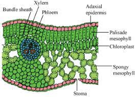 Labelled digram of a skin for kids. Diagram Leaf Cell Google Search Plant Science Biology Classroom Teaching Biology