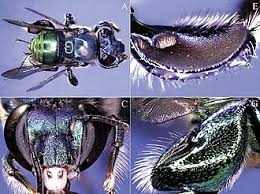 Image result for Isoglossa ciliata