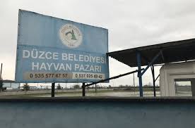Hayvan Pazari Korona Virusu Nedeniyle Kapatildi Duzce De Hayvan Pazari Kapatildi Duzce Haberleri