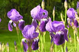 The growing plants act as a biological pump, keeping the water table far enough below the surface to decrease evaporation and salt deposition on the soil surface. 10 Low Maintenance Perennials Western Garden Centers