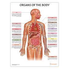 Image result for internal organs