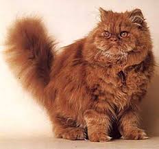 Persian kitten empire international now in 66 countries. Red Persian Cat Himalayan Persian Cats Cats Beautiful Cats