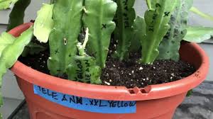I keep her hanging high by a window. Pin On Cactus Succulents Carnivores