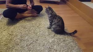 Kedi Egitimi Dumandan Ayagini Kaldirarak Slm Verme Zil Calma Cember Gecme Youtube