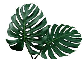 Monstera Deliciosa Printable Poster Print Ready Plant Printable Roomdecor Monstera Monsteradeliciosa Green Cool Printableposter Posters Decor