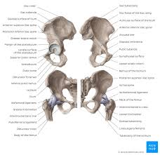 It contains the osteology, arthrology and myology of the spine and back. Lower Extremity Anatomy Bones Muscles Nerves Vessels Kenhub