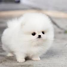 Wir finden sie aber süss. Zu Welcher Rasse Gehort Dieser Susse Hund Klein Suss Flauschig
