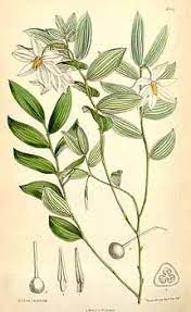 Gardenia Feminine Jupiter Water Magical Properties Used To Attract Good Spirits And To Induce Peaceful Botanical Flowers Print Botanical Flowers Botanical