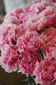 Carnation Strawberry Milk Carnation Flower Carnations Carnation Colors