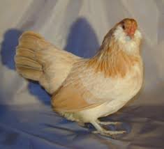 Breed Profile Ameraucana Chicken Backyard Poultry