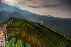 Bukit Panyaweuyan Pesona Terasering Jawa Barat Kelanamakan Com