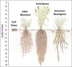 Stormsmart Properties Fact Sheet 3 Vegetation Reduces Erosion Landscaping Plants Plant Roots Plants