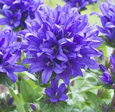 Image result for campanula glomerata